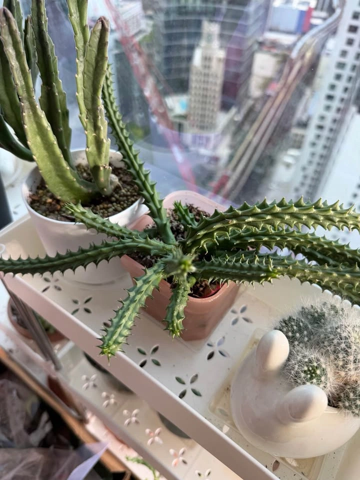 Huernia red dragon flower succulent - photo 3