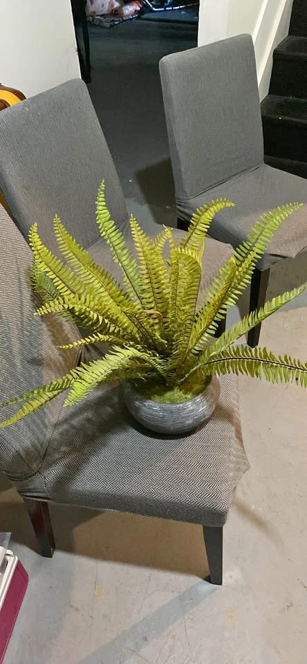 Decorative plant