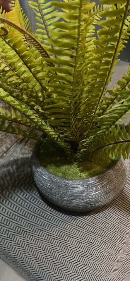 Decorative plant - photo 2