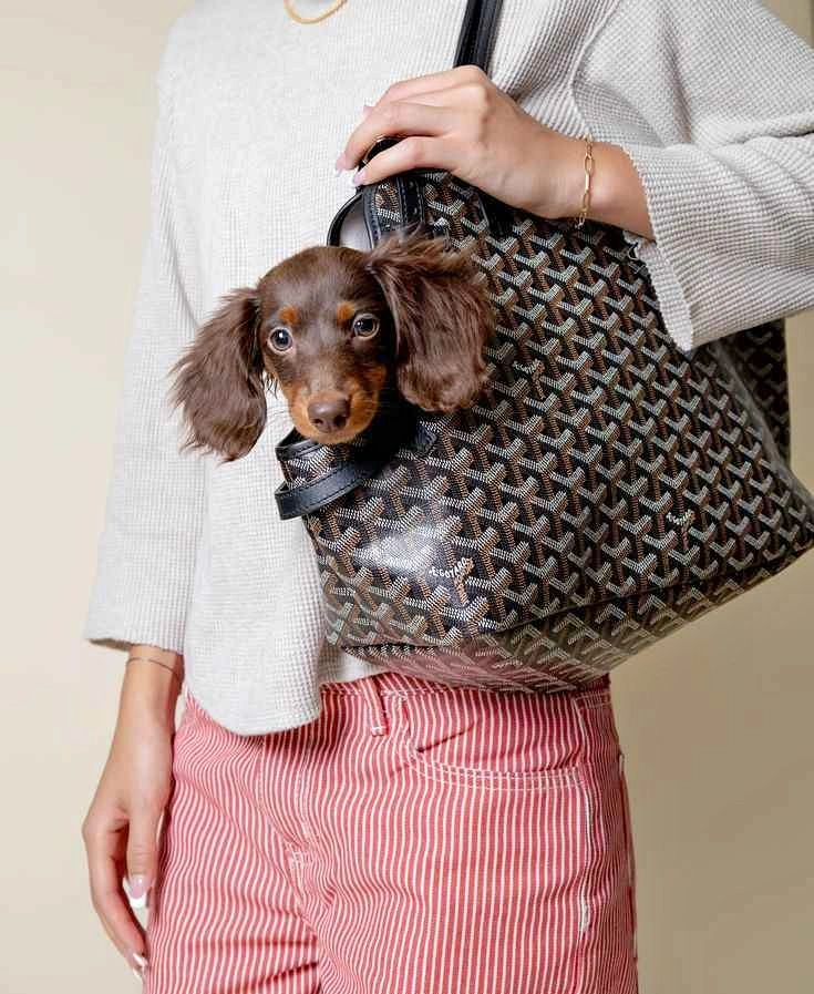 Goyard Pet Carrier