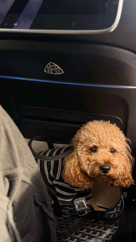 Goyard Pet Carrier - photo 2