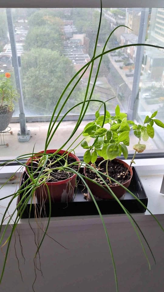 Free herbs