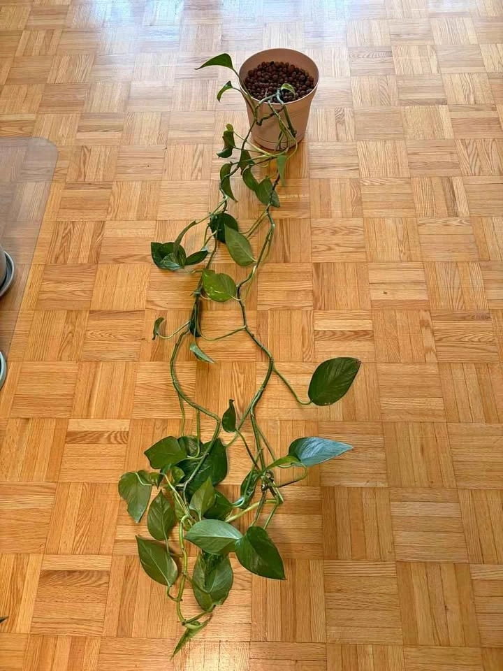 Healthy Long-Trailing Golden Pothos
