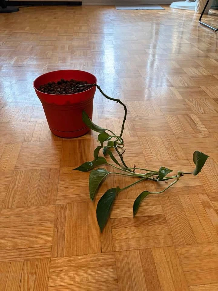 Healthy Long-Trailing Golden Pothos - photo 2