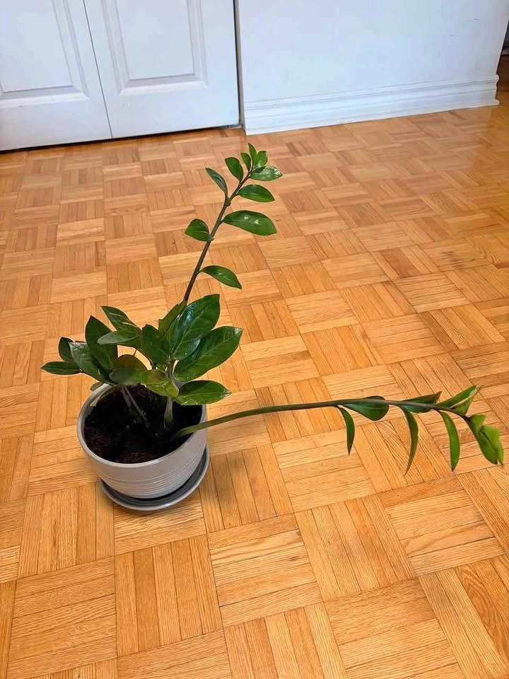 Healthy ZZ Plant (Zamioculcas Zamiifolia) in Decorative Ceramic