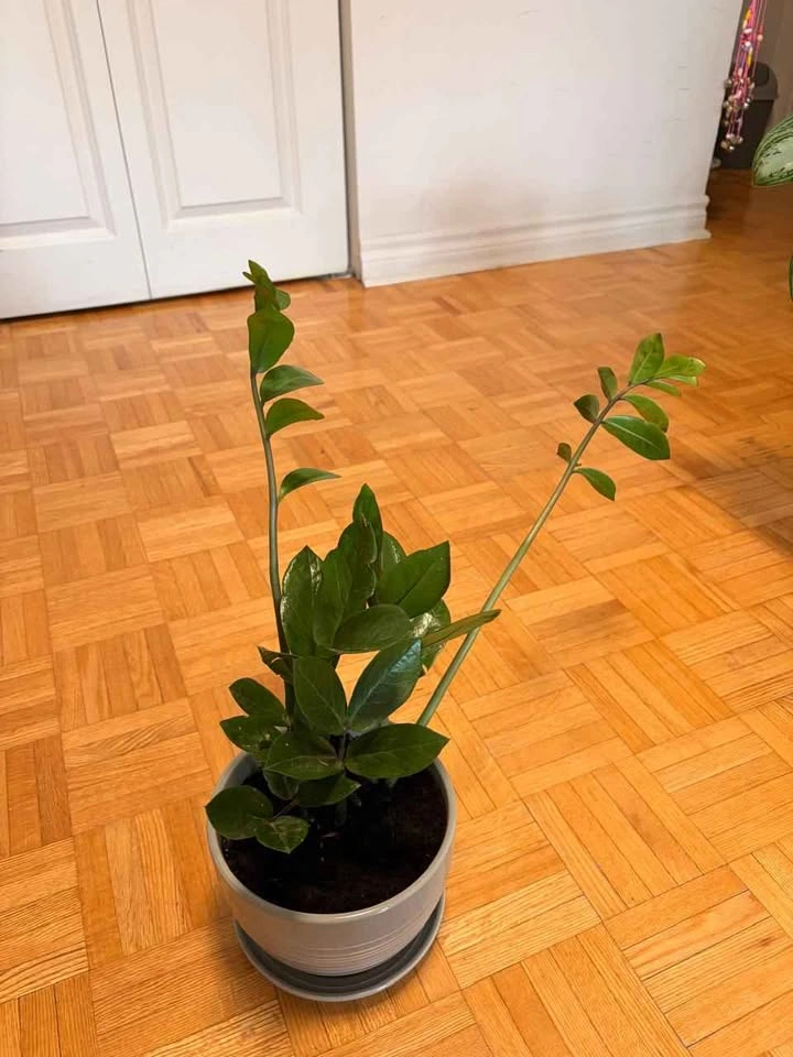 Healthy ZZ Plant (Zamioculcas Zamiifolia) in Decorative Ceramic - photo 2