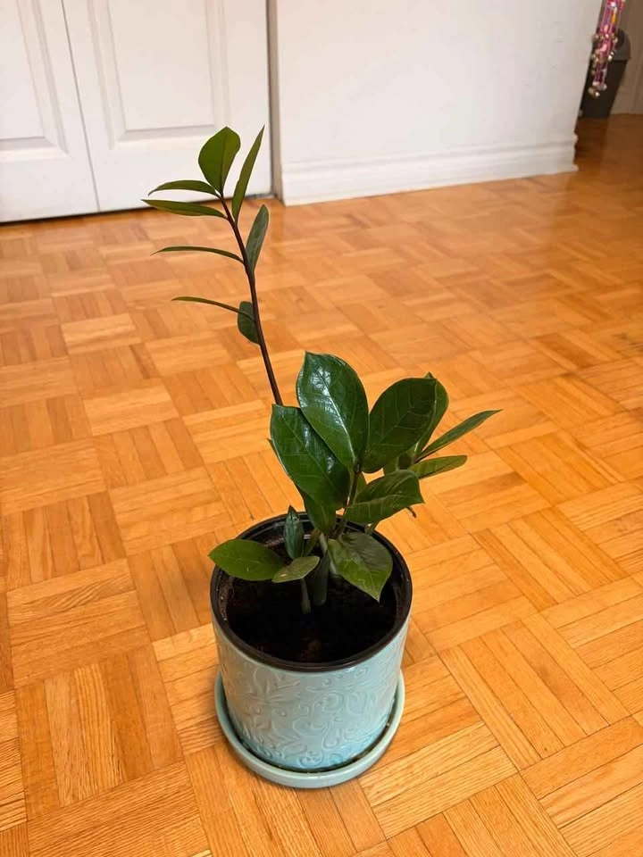 Healthy ZZ Plant (Zamioculcas Zamiifolia) in Decorative Ceramic - photo 3