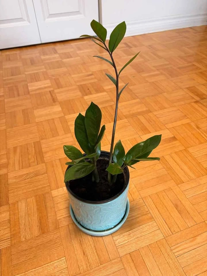Healthy ZZ Plant (Zamioculcas Zamiifolia) in Decorative Ceramic - photo 4