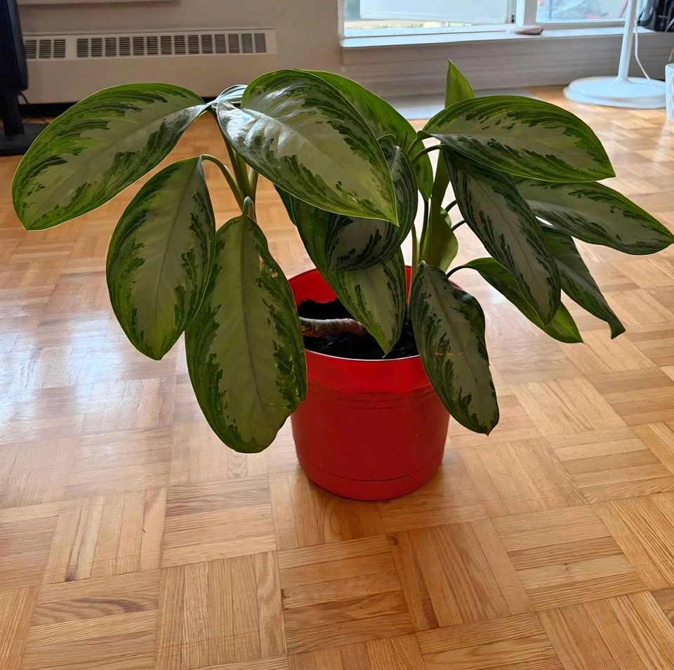 Healthy Potted Aglaonema (Chinese Evergreen) with Red Pot