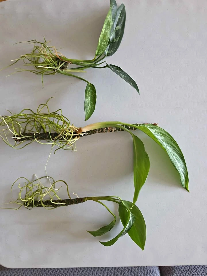 Healthy Rooted Aglaonema (Chinese Evergreen) Cuttings