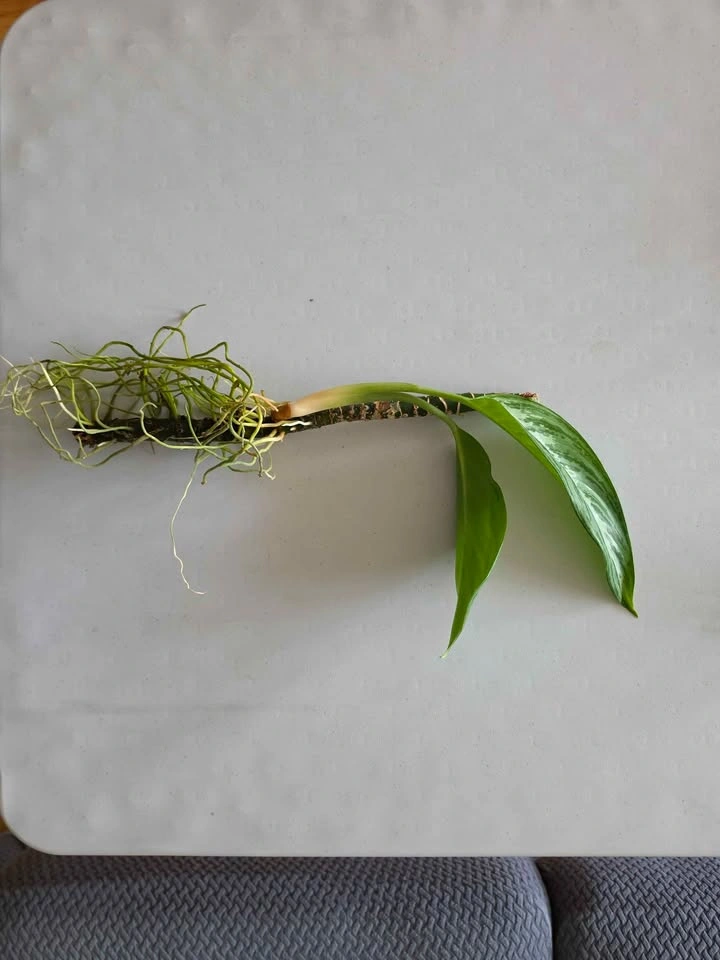 Healthy Rooted Aglaonema (Chinese Evergreen) Cuttings - photo 2