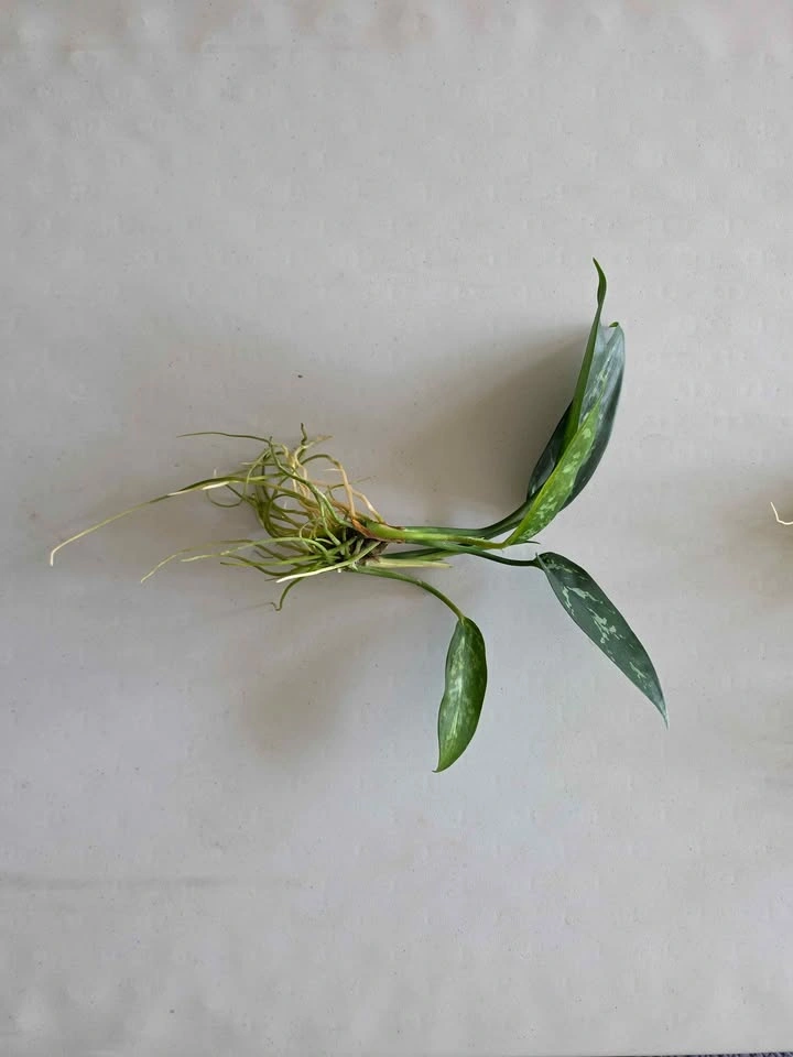 Healthy Rooted Aglaonema (Chinese Evergreen) Cuttings - photo 3