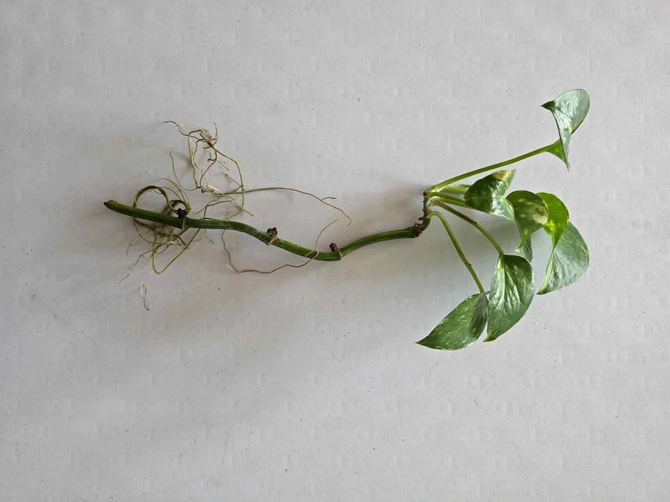 Healthy Rooted Golden Pothos Cuttings (Multiple Sizes)