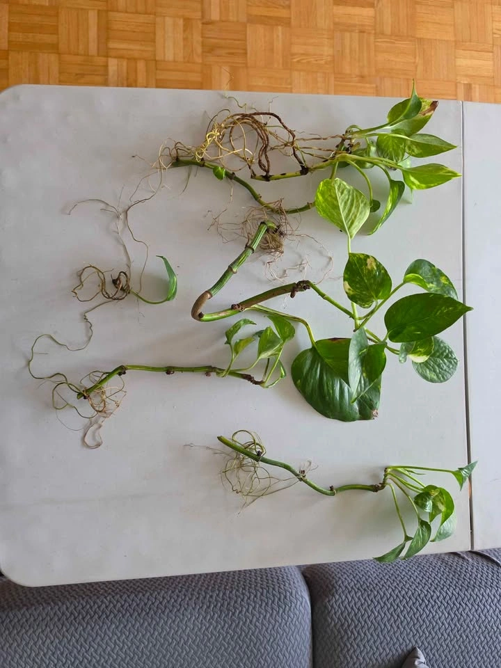 Healthy Rooted Golden Pothos Cuttings (Multiple Sizes) - photo 2