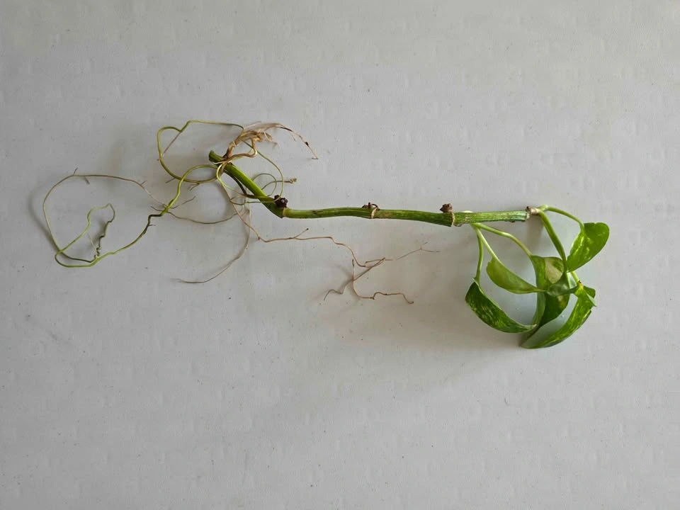 Healthy Rooted Golden Pothos Cuttings (Multiple Sizes) - photo 3