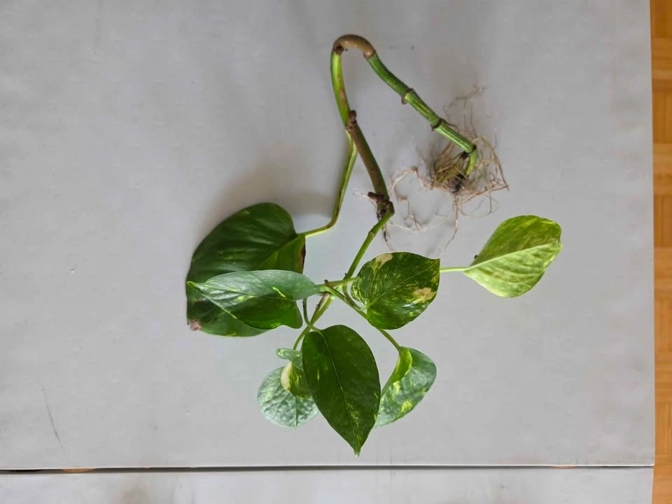 Healthy Rooted Golden Pothos Cuttings (Multiple Sizes) - photo 4
