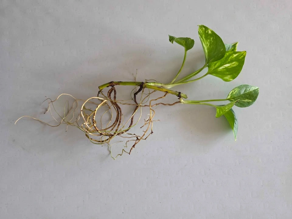 Healthy Rooted Golden Pothos Cuttings (Multiple Sizes) - photo 5