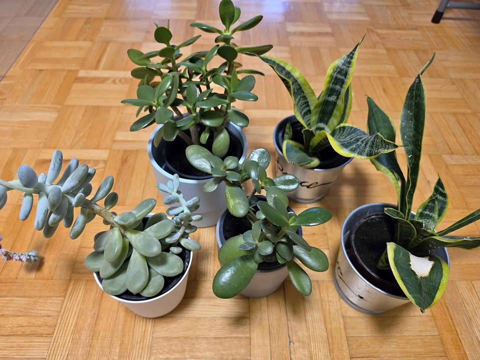Low-Maintenance Houseplant Collection (Jade, Snake Plant, Succul