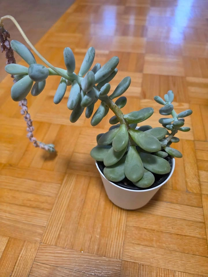 Low-Maintenance Houseplant Collection (Jade, Snake Plant, Succul - photo 2