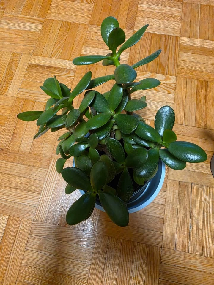 Low-Maintenance Houseplant Collection (Jade, Snake Plant, Succul - photo 3