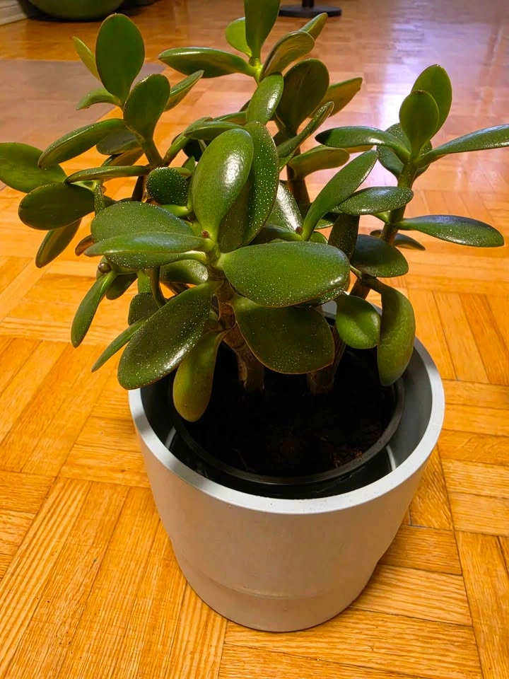 Low-Maintenance Houseplant Collection (Jade, Snake Plant, Succul - photo 4