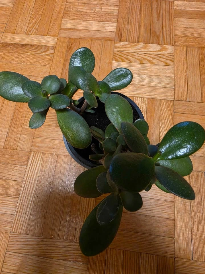 Low-Maintenance Houseplant Collection (Jade, Snake Plant, Succul - photo 5