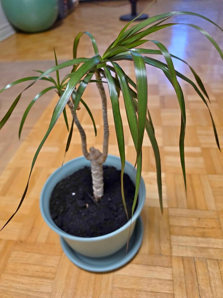 Healthy Dracaena Marginata (Dragon Tree) with Pot