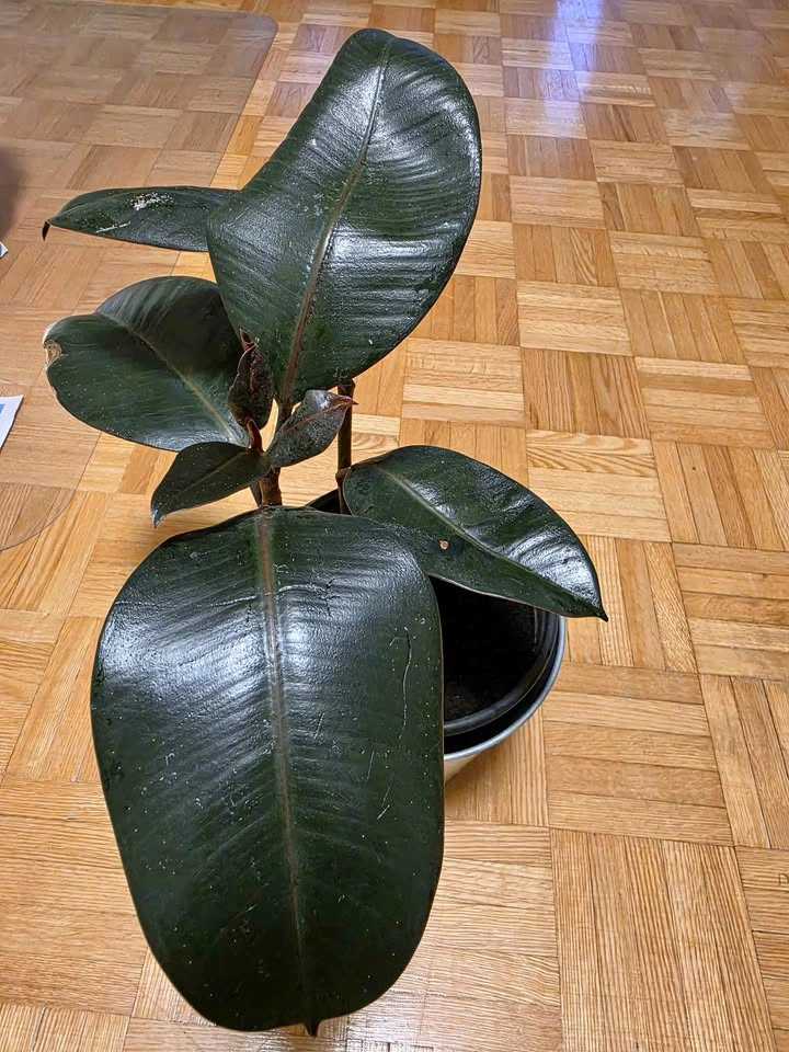 Healthy Burgundy Rubber Tree Plant with planter