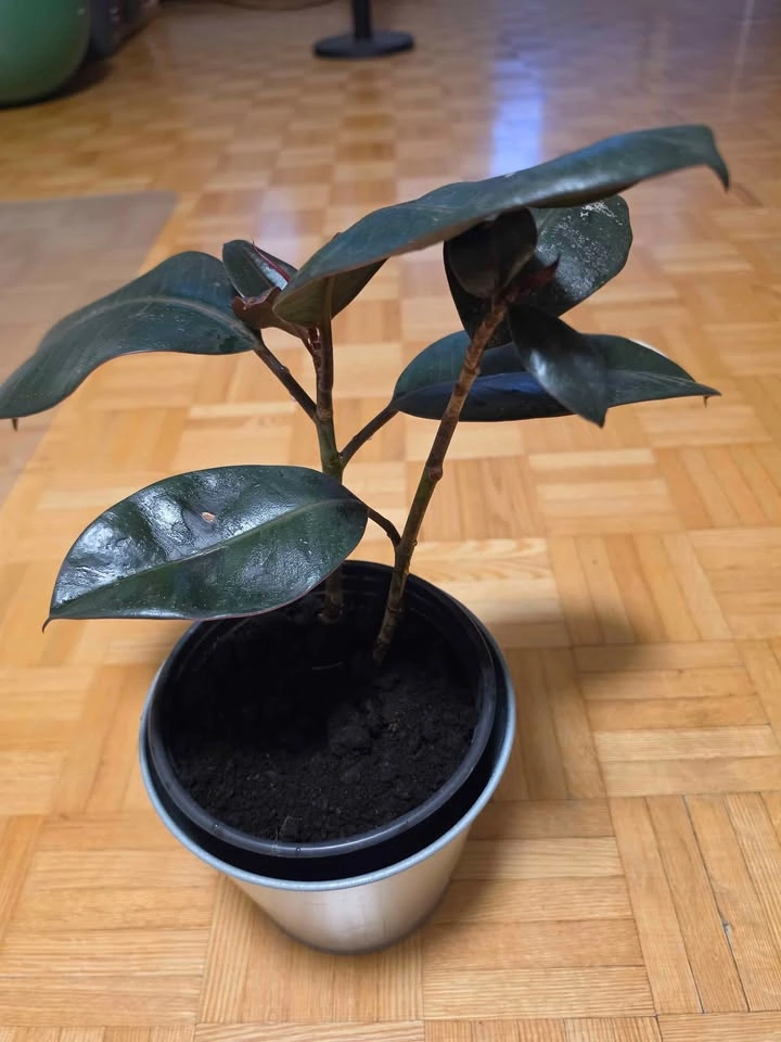 Healthy Burgundy Rubber Tree Plant with planter - photo 2