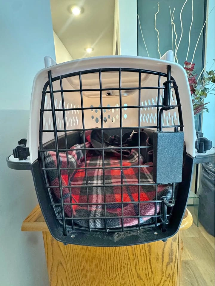 Soft Pet Carrier and Hard Plastic Pet Crate