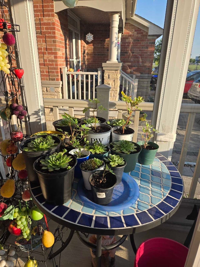 plants for sale from garden and indoors
