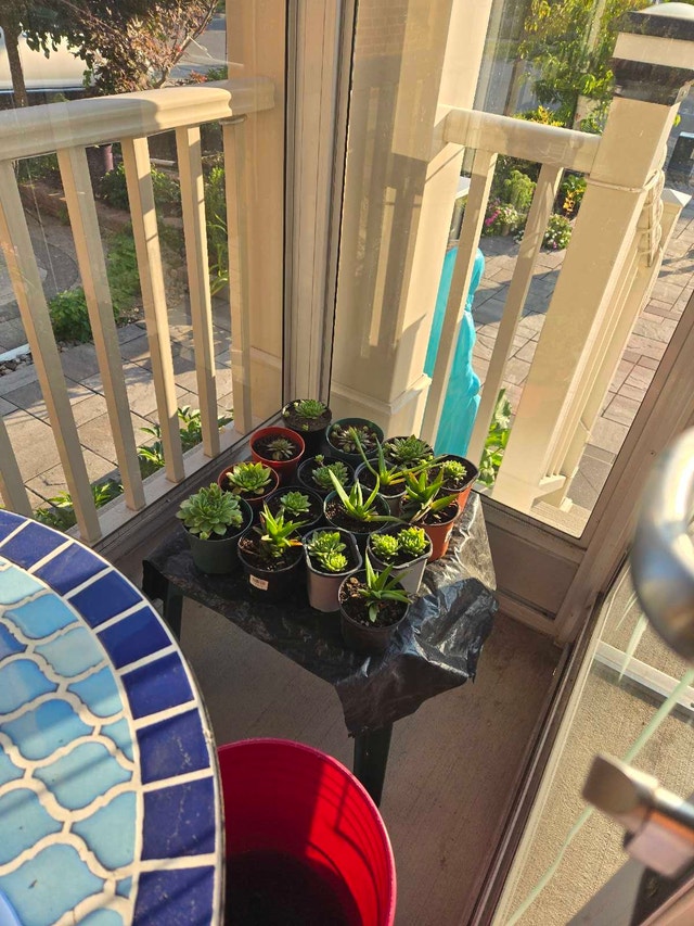 plants for sale from garden and indoors - photo 2