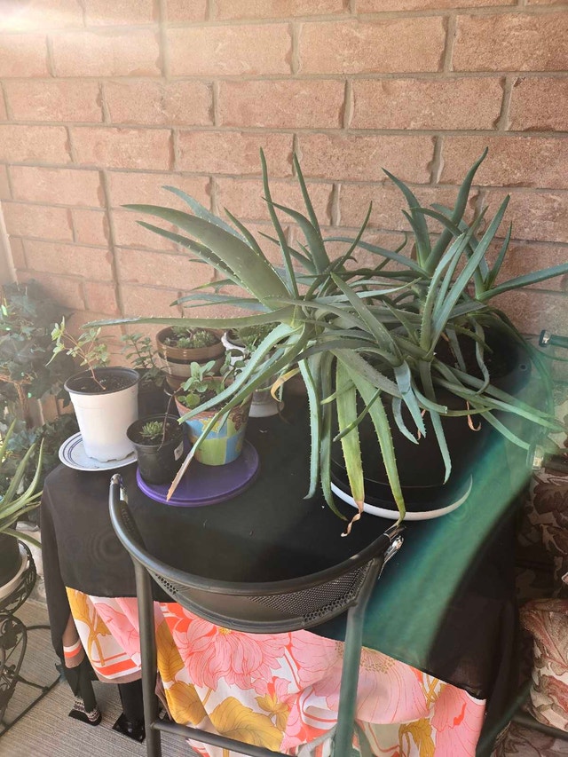 plants for sale from garden and indoors - photo 3