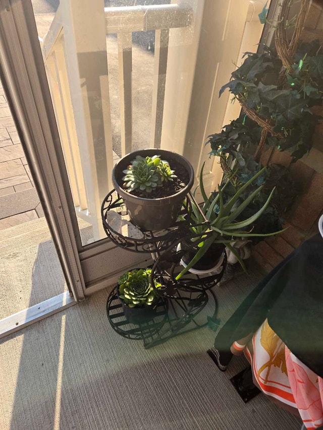 plants for sale from garden and indoors - photo 4