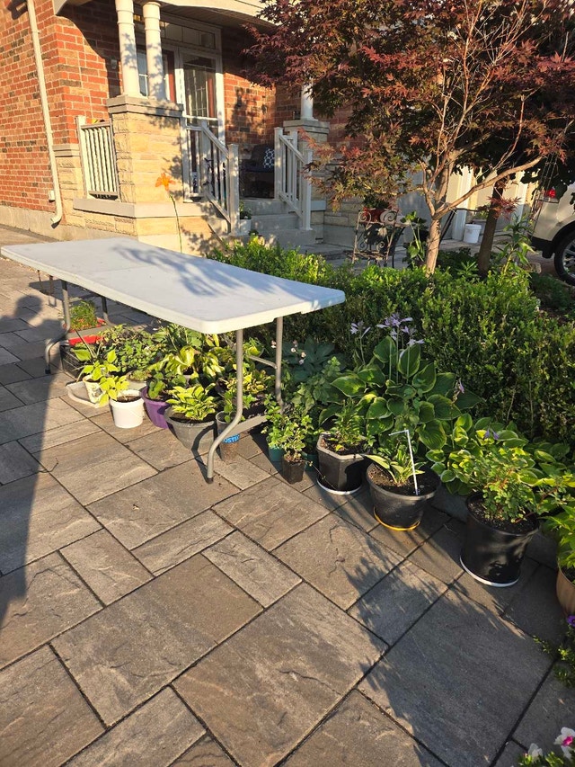 plants for sale from garden and indoors - photo 5