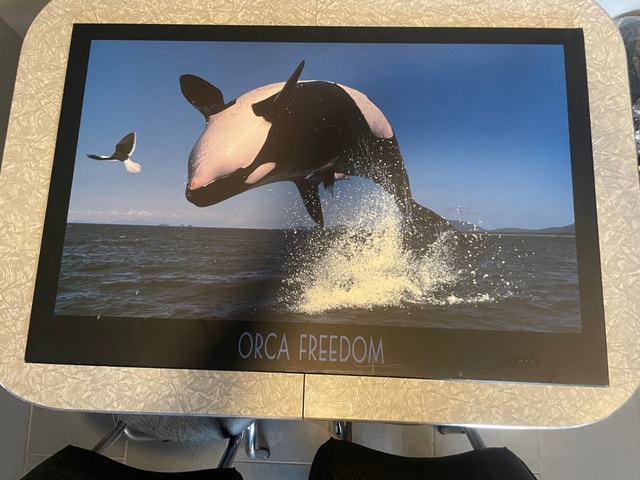 Orca Freedom Picture