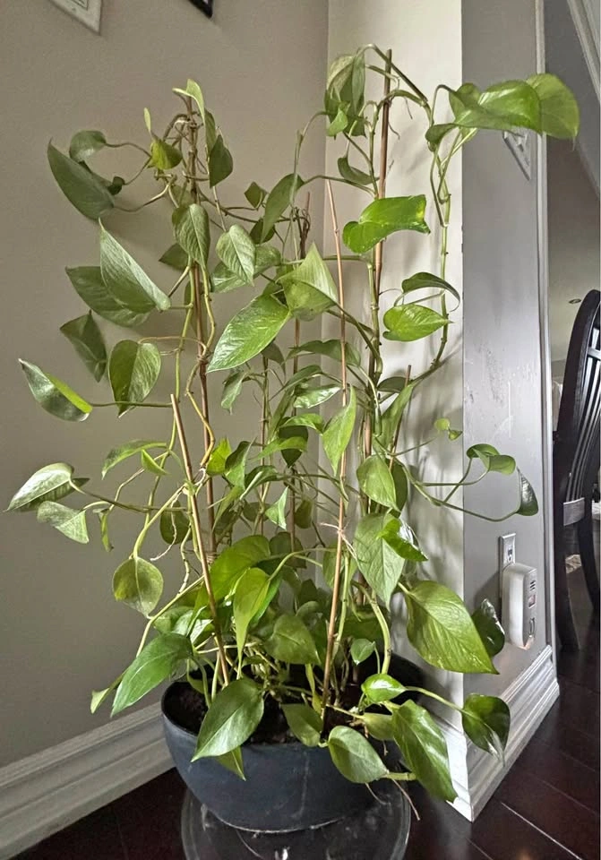 Large Golden Pothos Plant with Pot and Stakes