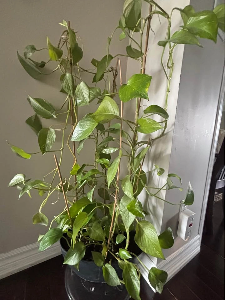 Large Golden Pothos Plant with Pot and Stakes - photo 2