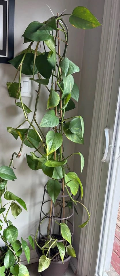 Golden Pothos Climbing Plant with Trellis