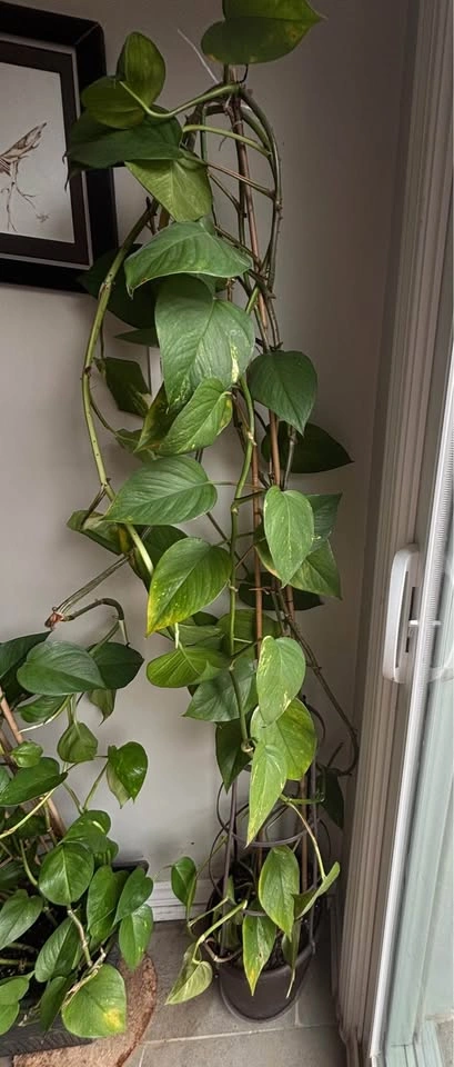 Golden Pothos Climbing Plant with Trellis - photo 2