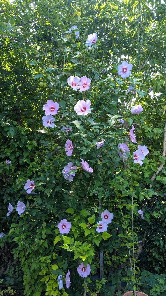 7 feet tall Rose of Sharon