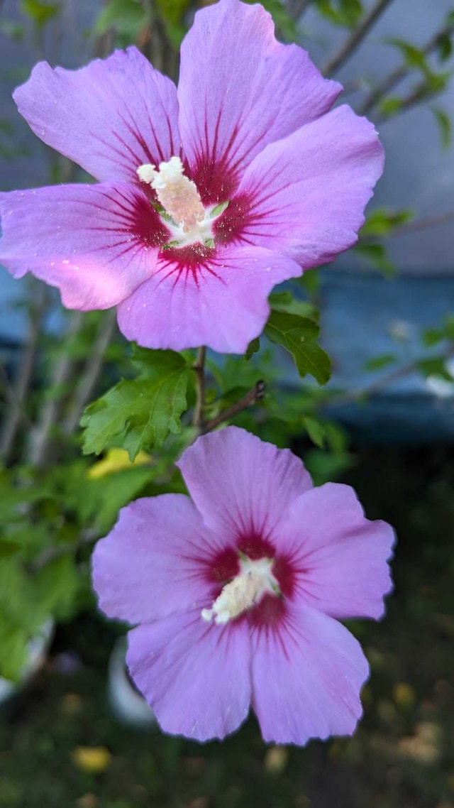 7 feet tall Rose of Sharon - photo 2