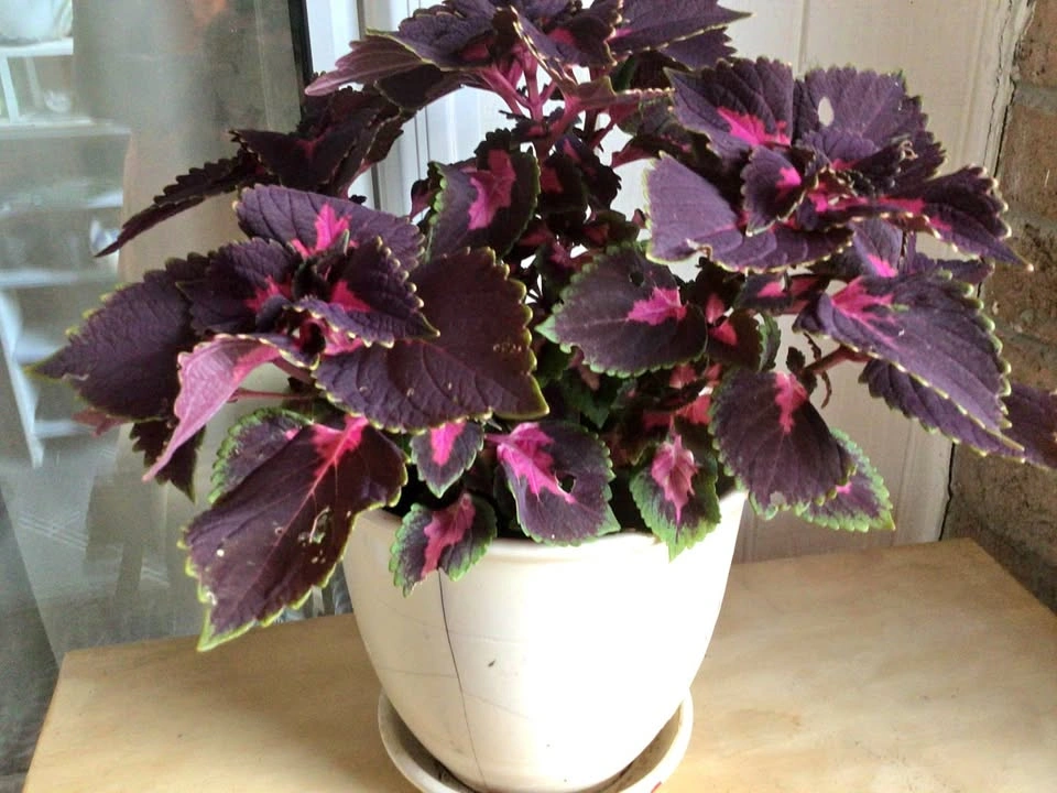 Coleus