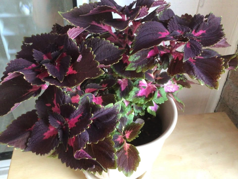 Coleus - photo 2