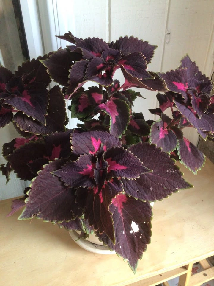 Coleus - photo 3