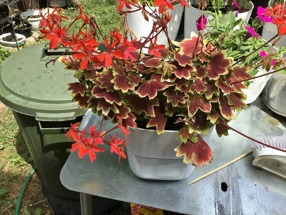Vancouver Centennial Geranium