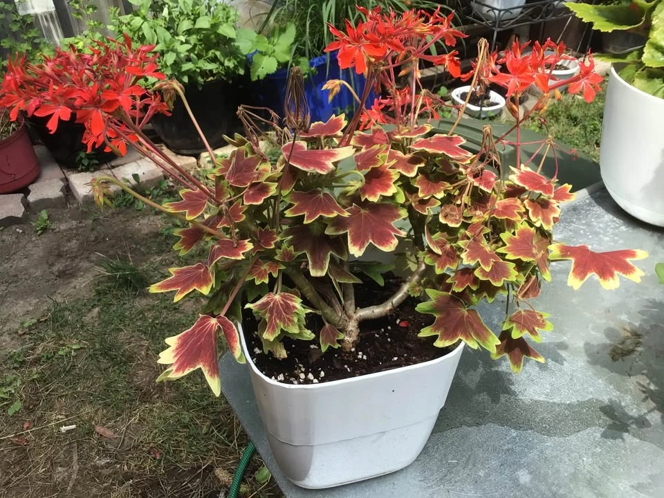 Vancouver Centennial Geranium - photo 2