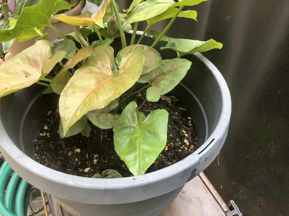Arrowhead plant in a bigger pot, approximately 10-11 inches.