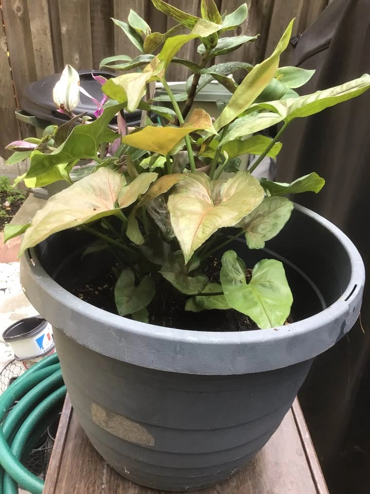Arrowhead plant in a bigger pot, approximately 10-11 inches. - photo 2