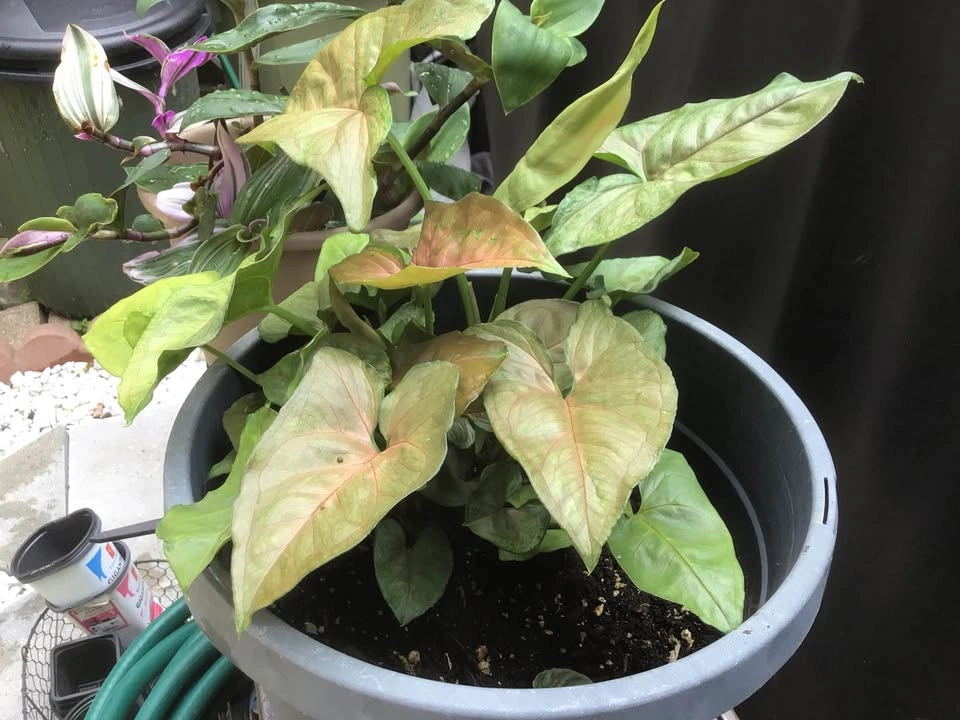Arrowhead plant in a bigger pot, approximately 10-11 inches. - photo 3